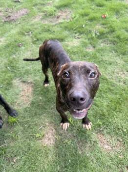 Petunia -  Mountain Cur and Mixed Breed Dog for Adoption in Indian Springs Village, Alabama - Petunia | PetCurious