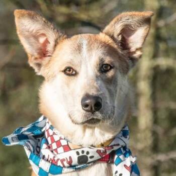Husky Dogs Available for Adoption - Sunny  | PetCurious