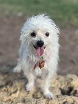 Truman -  Maltipoo Dog for Adoption in Sunset Valley, Texas - Truman | PetCurious