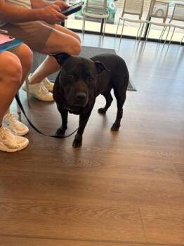 Winnie -  Mixed Breed Dog for Adoption in Atlanta, Georgia - Winnie | PetCurious
