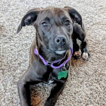 Labrador Retriever and Jack Russell Terrier Dogs Available for Adoption - Delaney | PetCurious