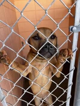 Pit Bull Terrier Dogs Available for Adoption in Gautier, Mississippi - Hannah | PetCurious