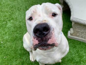 MANNEY -  Dogo Argentino and Mixed Breed Dog for Adoption in Moreno Valley, California - MANNEY | PetCurious