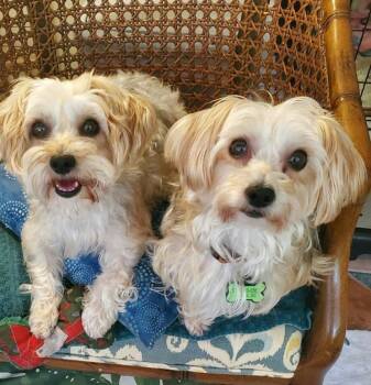 Marco and Desi - Bonded Male Morkies -  Morkie Dog for Adoption in Greenville, South Carolina - Marco And Desi - Bonded Male Morkies | PetCurious