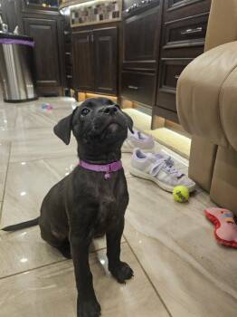 Jipsey -  Black Labrador Retriever Dog for Adoption in St. Augustine, Florida - Jipsey | PetCurious