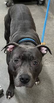 Rescue Terrier Dogs for Adoption - BELL | PetCurious