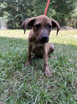 Rescue Terrier and Mixed Breed Dogs for Adoption in Moultrie, Georgia - Carrie | PetCurious