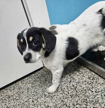 Hound and Mixed Breed Dogs Available for Adoption - Lexi | PetCurious