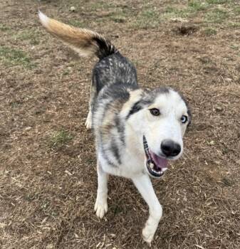 Kevin SCAS -  Husky Dog for Adoption in Rockaway, New Jersey - Kevin SCAS | PetCurious