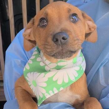 Mixed Breed Dogs Available for Adoption - Kylo | PetCurious