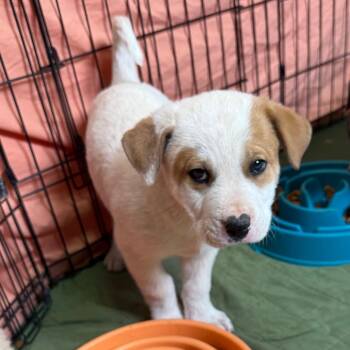 Mixed Breed Dogs Available for Adoption - Hummus - In Foster! | PetCurious
