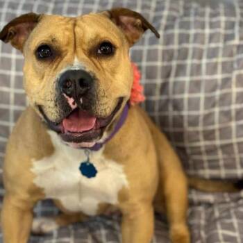 Rescue English Bulldog and Terrier Dogs for Adoption in Wadena, Minnesota - Baby D | PetCurious