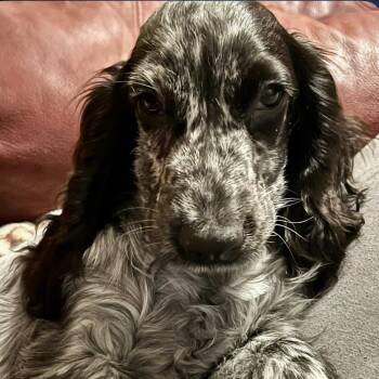 Rescue English Cocker Spaniel Dogs for Adoption in Rochester, New York - Billie | PetCurious