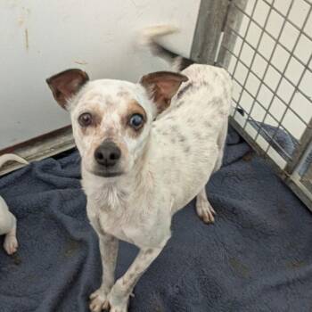 Terrier and Cattle Dog Dogs Available for Adoption - TAMMY | PetCurious