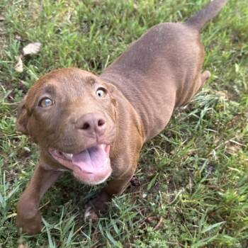 Heidi -  Pit Bull Terrier Dog for Adoption in Holly Springs, Mississippi - Heidi | PetCurious