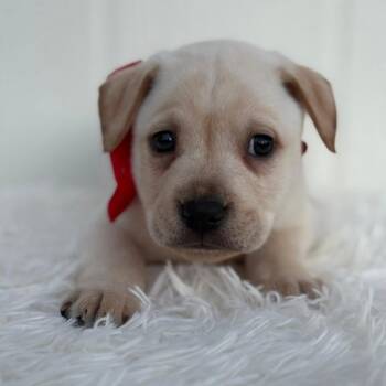Labrador Retriever Dogs Available for Adoption - Professor Zoomie | PetCurious