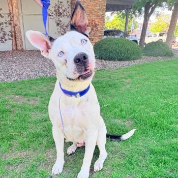 702 (2026) Ripley -  Pit Bull Terrier and Mixed Breed Dog for Adoption in Parker, Colorado - 702 (2026) Ripley | PetCurious