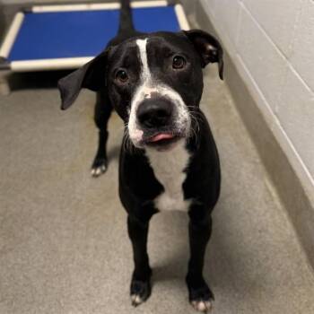 PETER PAN -  Pit Bull Terrier and Mixed Breed Dog for Adoption - PETER PAN | PetCurious