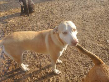 Yellow Labrador Retriever Dogs Available for Adoption - Nova | PetCurious