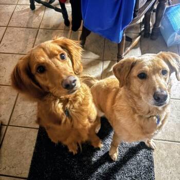 Stella #6549 -  Goldendoodle Dog for Adoption in Louisville, Kentucky - Stella #6549 | PetCurious