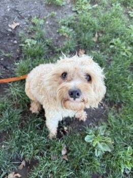 Mitzy -  Mixed Breed Dog for Adoption in Roseburg, Oregon - Mitzy | PetCurious