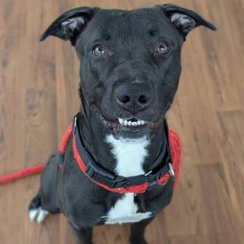 Terrier Dogs Available for Adoption in North Syracuse, New York - Chuck | PetCurious
