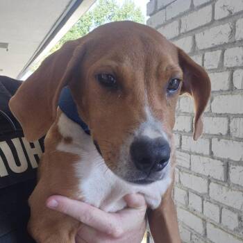 Dax -  Retriever and Mixed Breed Dog for Adoption in Montgomery, Alabama - Dax | PetCurious