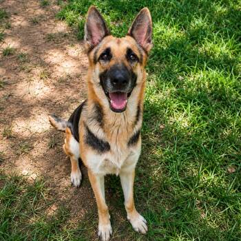 XARA GS -  German Shepherd Dog Dog for Adoption in Lucas, Texas - XARA GS | PetCurious