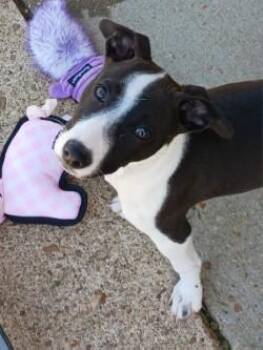 Terrier and Mixed Breed Dogs Available for Adoption in West Memphis, Arkansas - Ginny | PetCurious