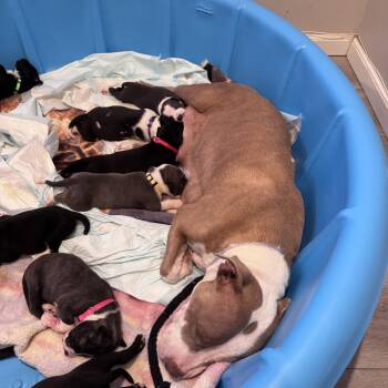 Story -  Pit Bull Terrier and Mixed Breed Dog for Adoption in San Diego, California - Story | PetCurious