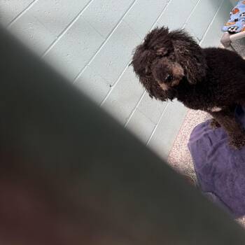 Portia -  Standard Poodle and Mixed Breed Dog for Adoption in Port Charlotte, Florida - Portia | PetCurious