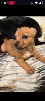 Chiweenie and Dachshund Dogs Available for Adoption - Adoline | PetCurious