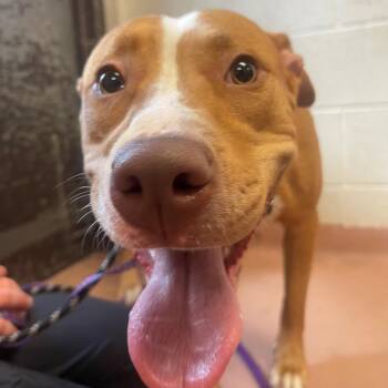 GABBY -  Pit Bull Terrier Dog for Adoption in Columbia, South Carolina - GABBY | PetCurious