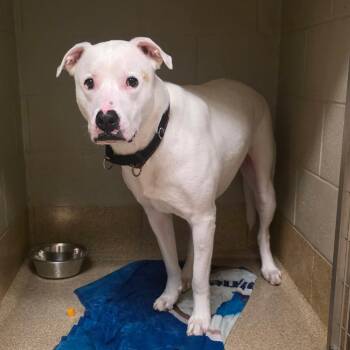 Zero -  Pit Bull Terrier Dog for Adoption in Bristol, Indiana - Zero | PetCurious