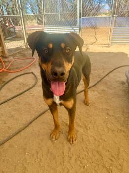 BIGGIE SMALLS -  Rottweiler and Shepherd Dog for Adoption in Joshua Tree, California - BIGGIE SMALLS | PetCurious