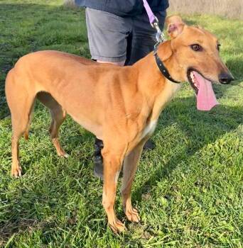 Alaska -  Greyhound Dog for Adoption in Livonia, Michigan - Alaska | PetCurious