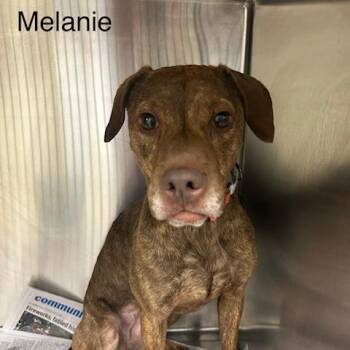 Melanie -  Mixed Breed Dog for Adoption in Knoxville, Tennessee - Melanie | PetCurious