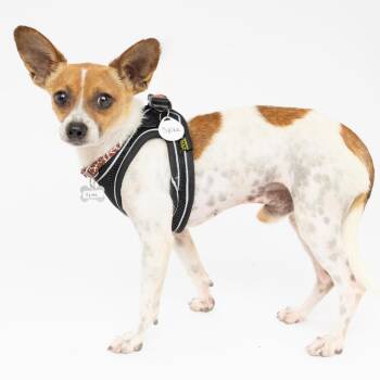 Spike 14623 -  Chihuahua Dog for Adoption in San Francisco, California - Spike 14623 | PetCurious