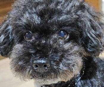Rescue Miniature Poodle Dogs for Adoption in San Ramon, California - Kao | PetCurious