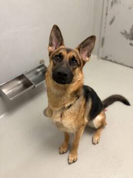 Hera -  Mixed Breed Dog for Adoption in Winnipeg, Manitoba - Hera | PetCurious