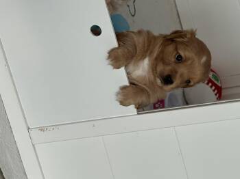 Raindrop -  Poodle and Chihuahua Dog for Adoption in Severance, Colorado - Raindrop | PetCurious