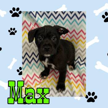 Max -  Pit Bull Terrier and Mixed Breed Dog for Adoption in Royse City, Texas - Max | PetCurious