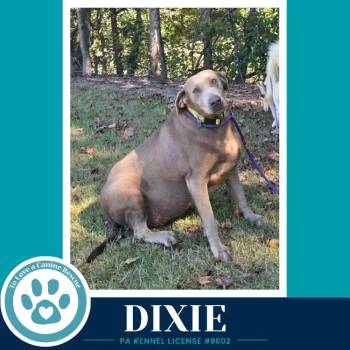 Dixie 102426 -  Labrador Retriever Dog for Adoption in Kimberton, Pennsylvania - Dixie 102426 | PetCurious