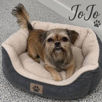 JoJo -  Shih Tzu and Pekingese Dog for Adoption in Momence, Illinois - JoJo | PetCurious