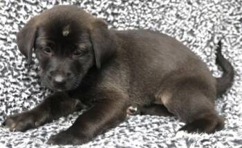 Amira -  Labrador Retriever and Pit Bull Terrier Dog for Adoption in Thief River Falls, Minnesota - Amira | PetCurious
