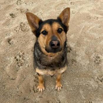 Mixed Breed Dogs Available for Adoption in Janesville, Wisconsin - Draco | PetCurious