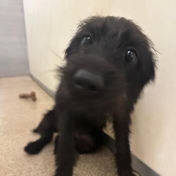 Spain -  Mixed Breed Dog for Adoption in Pekin, Illinois - Spain | PetCurious