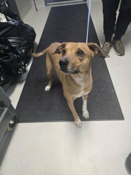 Rover -  Mixed Breed Dog for Adoption in Missoula, Montana - Rover | PetCurious