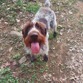 Rescue German Wirehaired Pointer Dogs for Adoption in Santa Rosa, California - Duke (Ephrata, Pennsylvania) | PetCurious
