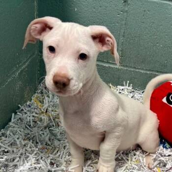 Dachshund and Mixed Breed Dogs Available for Adoption - Moseby | PetCurious
